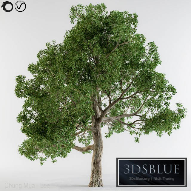 Broadleaf tree 3DS Max - thumbnail 3