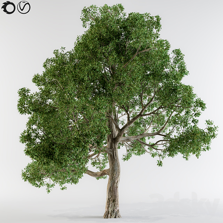 Broadleaf tree 3DS Max - thumbnail 1