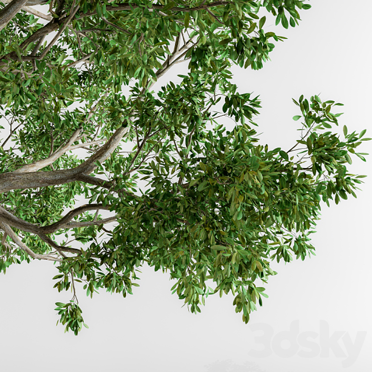 Broadleaf tree 3DS Max - thumbnail 2