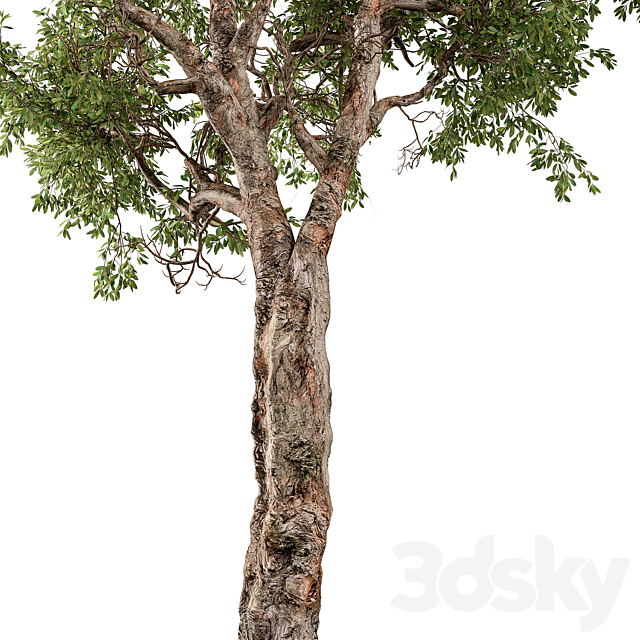 Broadleaf Tree Set 217 3DS Max Model - thumbnail 2