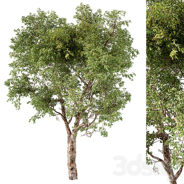 Broadleaf Tree Set 217 3DS Max Model - thumbnail 3