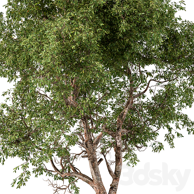 Broadleaf Tree Set 217 3DS Max Model - thumbnail 4