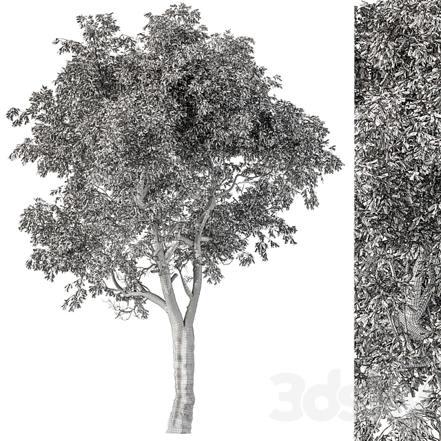 Broadleaf Tree Set 217 3DS Max Model - thumbnail 5