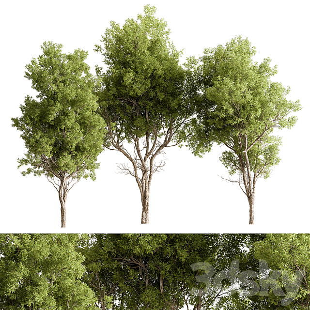 Broadleaf Tree Set 318 3ds Max - thumbnail 1