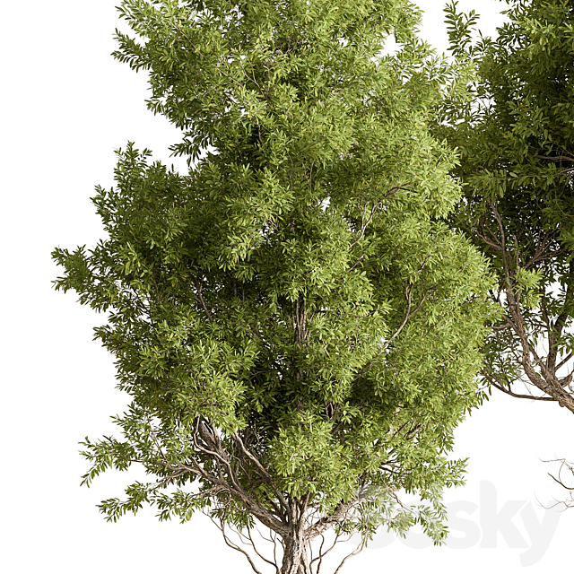 Broadleaf Tree Set 318 3ds Max - thumbnail 2