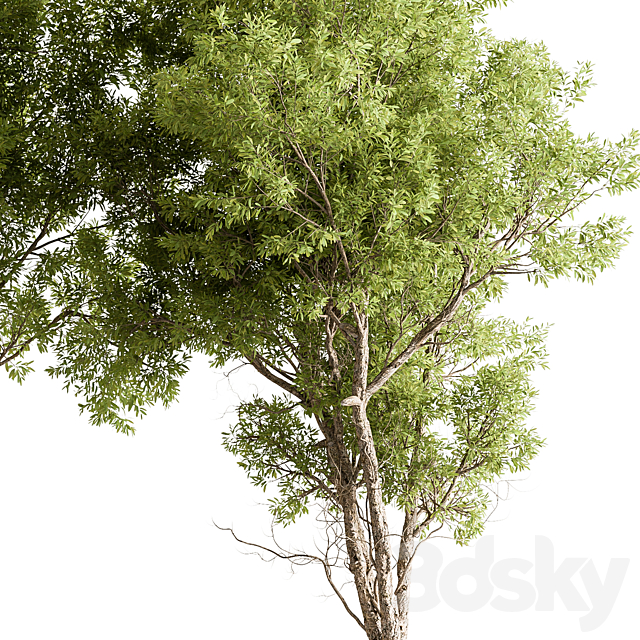 Broadleaf Tree Set 318 3ds Max - thumbnail 3