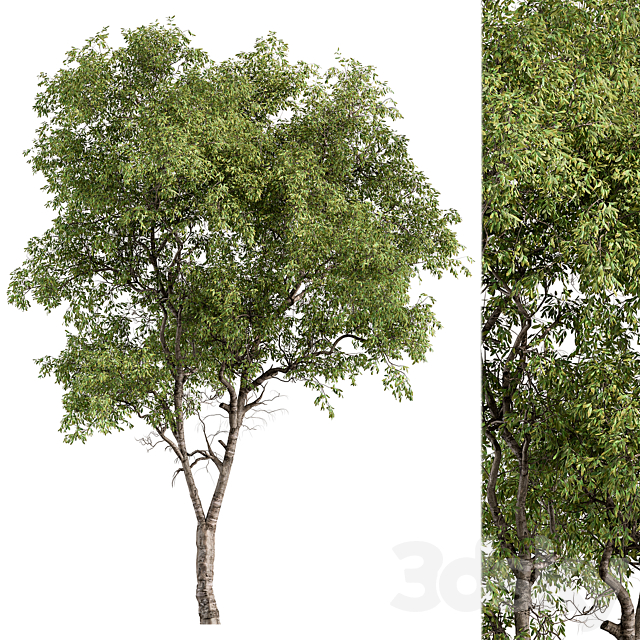 Broadleaf Tree – Tree Set 227 3DS Max Model - thumbnail 2