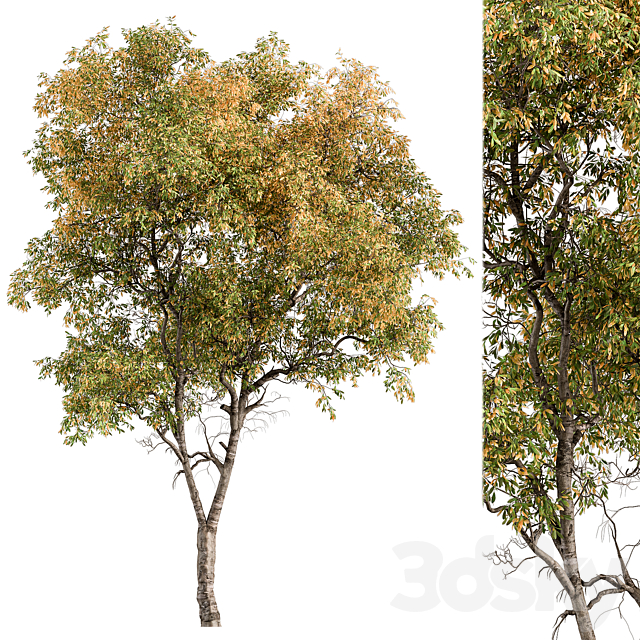 Broadleaf Tree – Tree Set 227 3DS Max Model - thumbnail 3