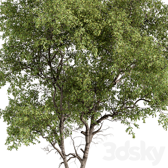 Broadleaf Tree – Tree Set 227 3DS Max Model - thumbnail 4