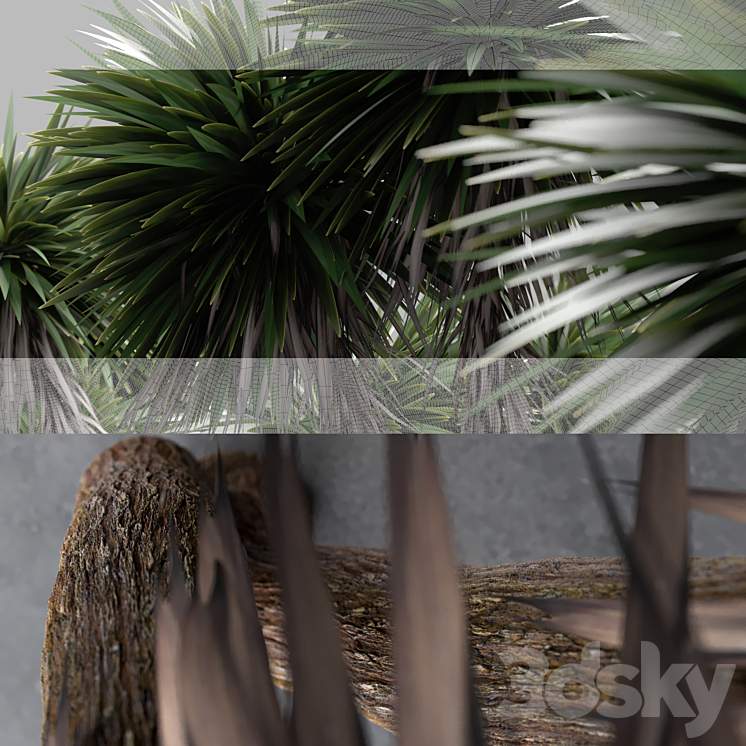 Cabbage Tree – Cordyline Australis – Large01 3DS Max - thumbnail 2