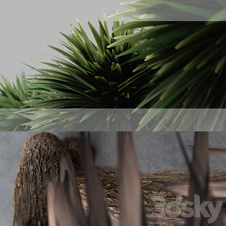 Cabbage Tree – Cordyline Australis – Large02 3DS Max - thumbnail 2