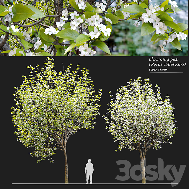 Callery pear (pyrus calleryana) 3ds Max - thumbnail 1