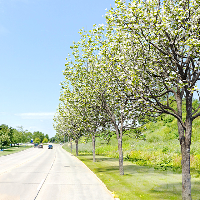 Callery pear (pyrus calleryana) 3ds Max - thumbnail 2