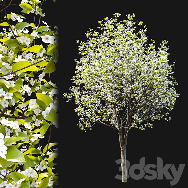 Callery pear (pyrus calleryana) 3ds Max - thumbnail 3