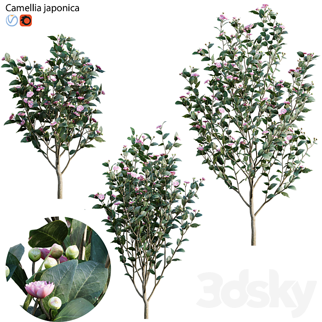 Camellia japonica – Japanese camellia 02 3ds Max - thumbnail 1