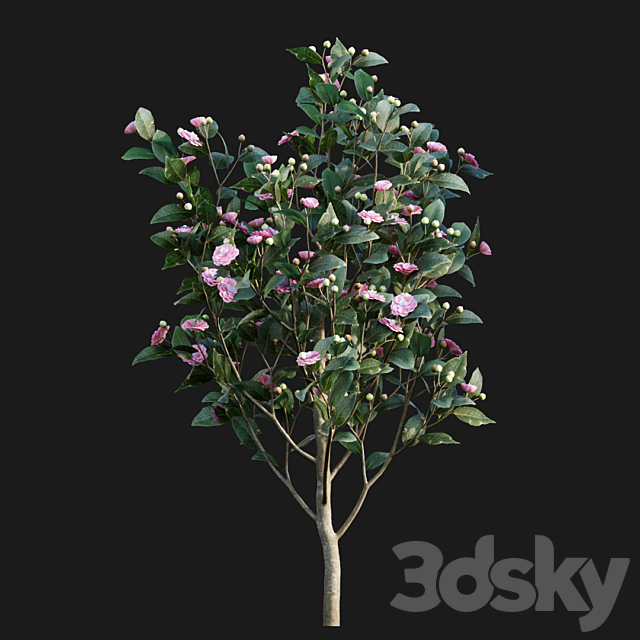 Camellia japonica – Japanese camellia 02 3ds Max - thumbnail 3