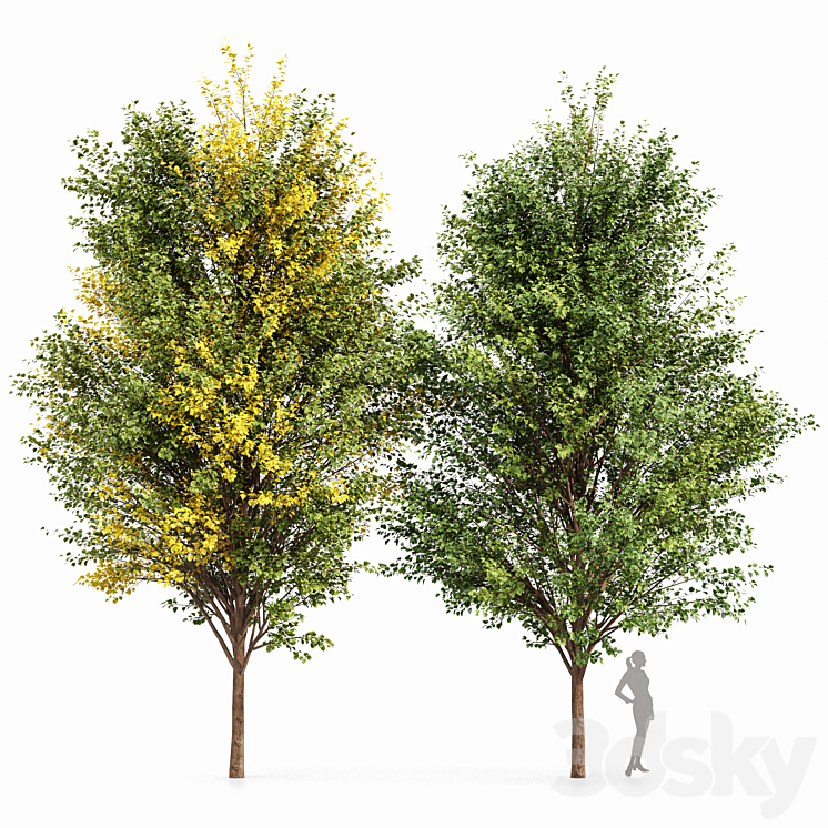 Canadian Poplar 2 Trees 3DS Max - thumbnail 1