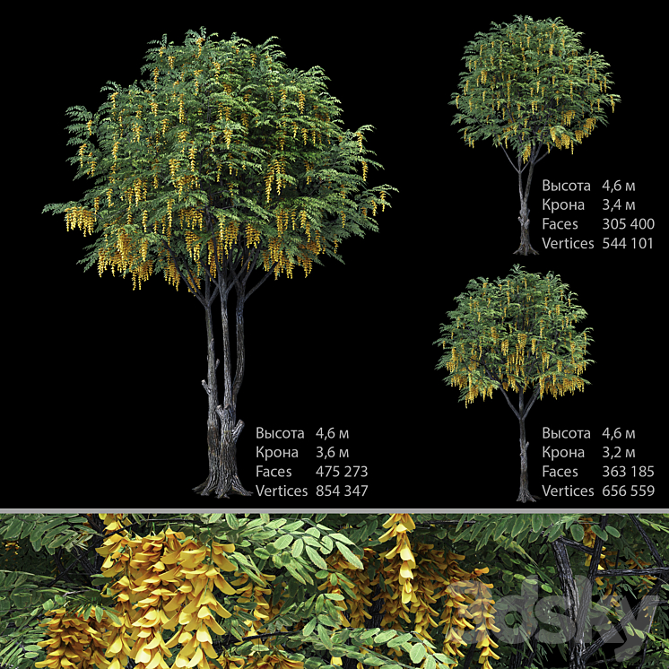 Caragana (yellow acacia) 3DS Max - thumbnail 1