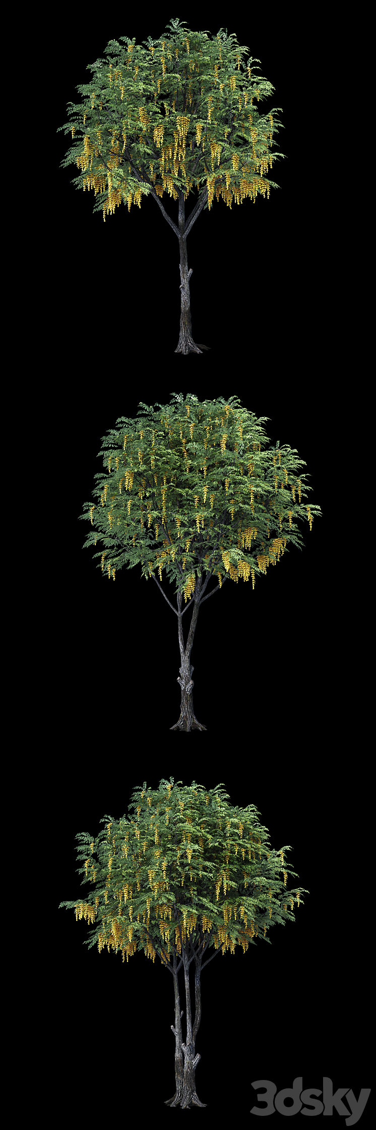 Caragana (yellow acacia) 3DS Max - thumbnail 2