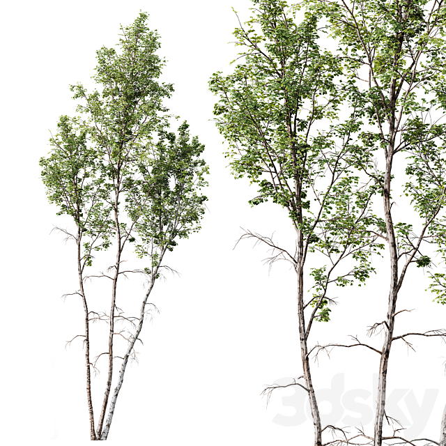 Carpinus Betulus 03 3ds Max - thumbnail 3