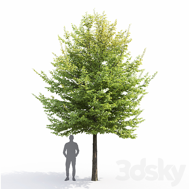 Carpinus Caroliniana 3DS Max Model - thumbnail 3