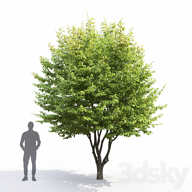 Carpinus Caroliniana 3DS Max Model - thumbnail 4