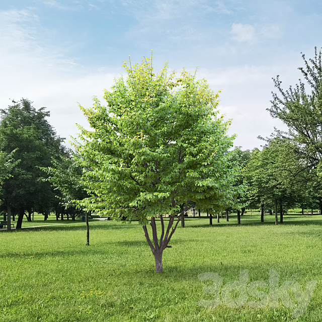 Carpinus Caroliniana 3DS Max Model - thumbnail 5