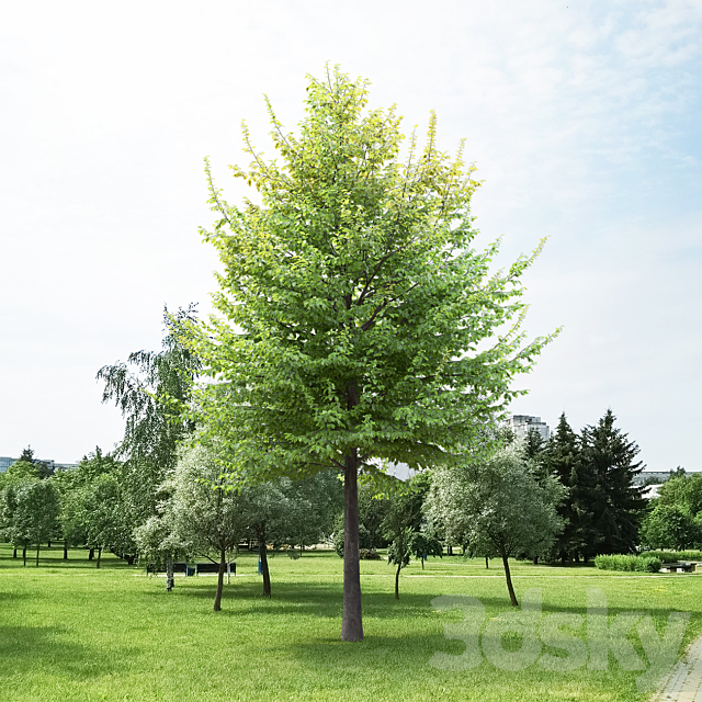 Carpinus Caroliniana 3DS Max Model - thumbnail 6