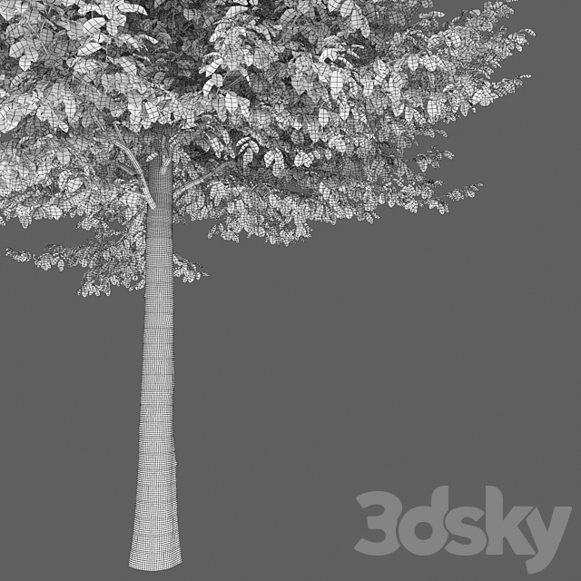 Carpinus Caroliniana 3DS Max Model - thumbnail 7