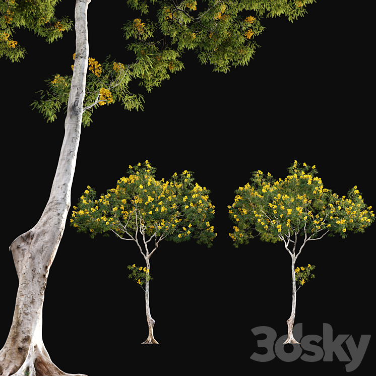 Cassia splendida – Golden Wonder Senna 3DS Max - thumbnail 1