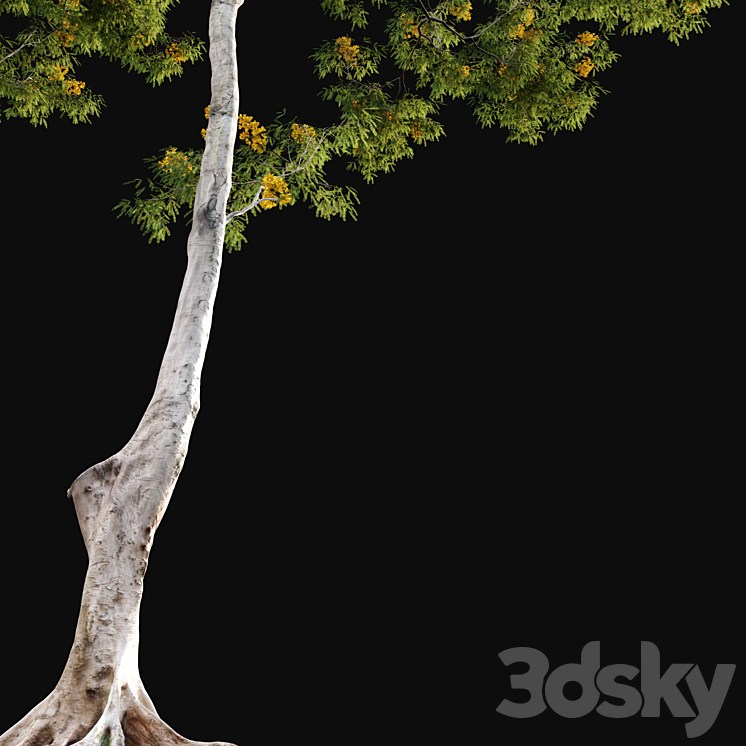 Cassia splendida – Golden Wonder Senna 3DS Max - thumbnail 2