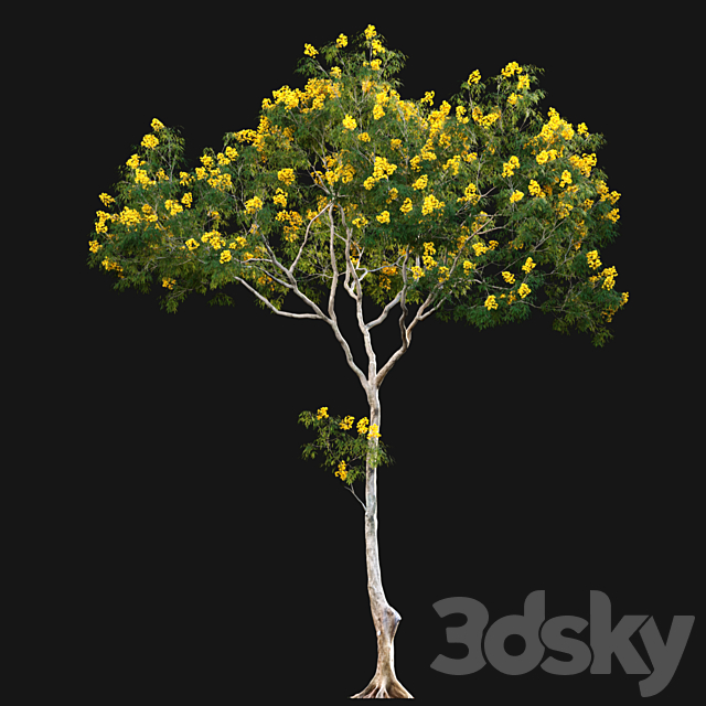 Cassia splendida – Golden Wonder Senna 3DS Max Model - thumbnail 4