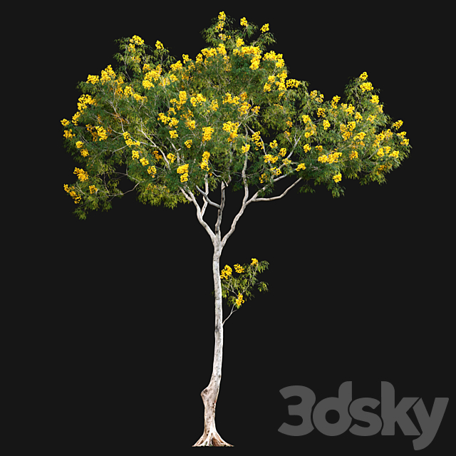 Cassia splendida – Golden Wonder Senna 3DS Max Model - thumbnail 5