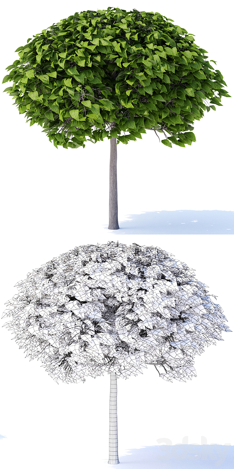 Catalpa Bignones Nana tree | Catalpa bignonioides nana 3DS Max - thumbnail 2