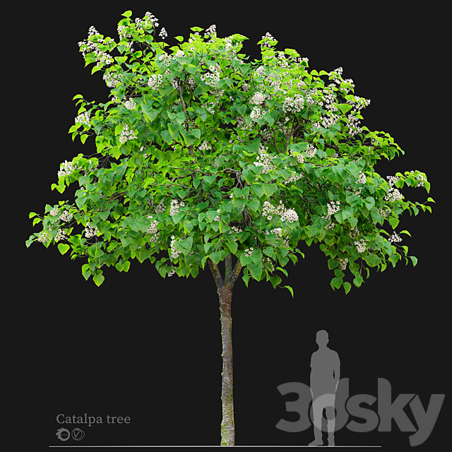 Catalpa tree 03 3ds Max - thumbnail 1