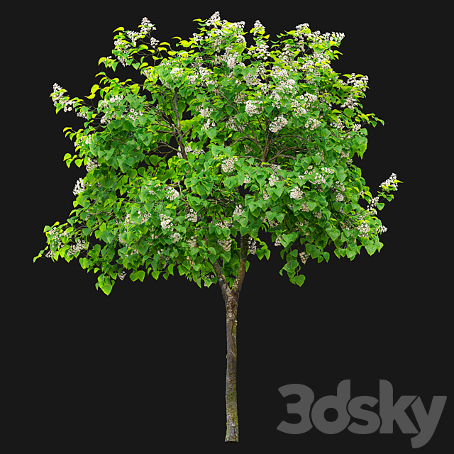 Catalpa tree 03 3ds Max - thumbnail 2