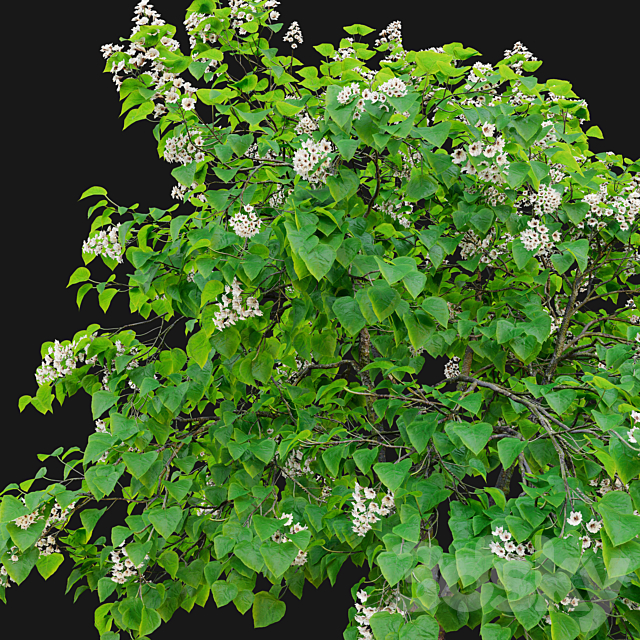 Catalpa tree 03 3ds Max - thumbnail 3