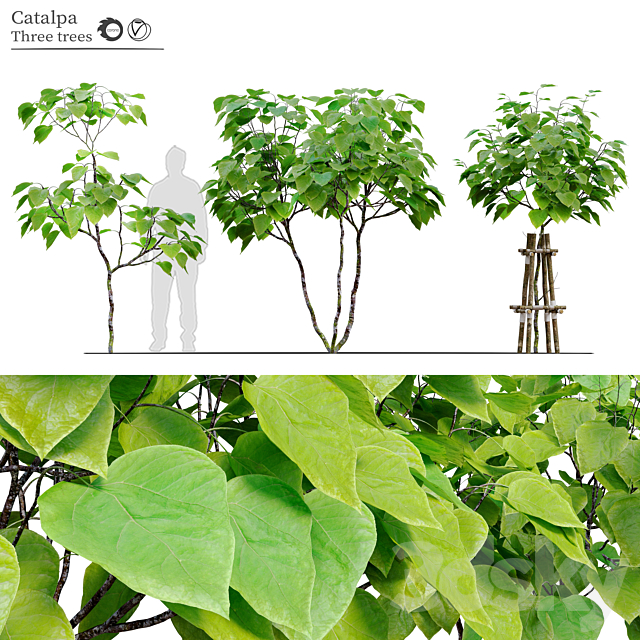 catalpa tree 3ds Max - thumbnail 1