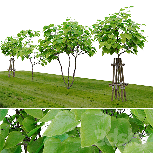 catalpa tree 3ds Max - thumbnail 2