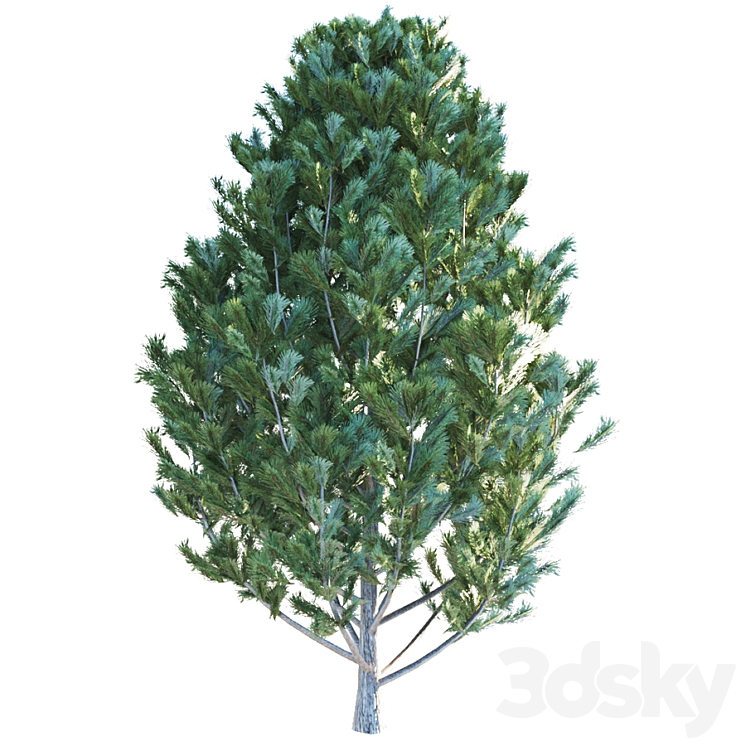 Cedar pine 3DS Max - thumbnail 1