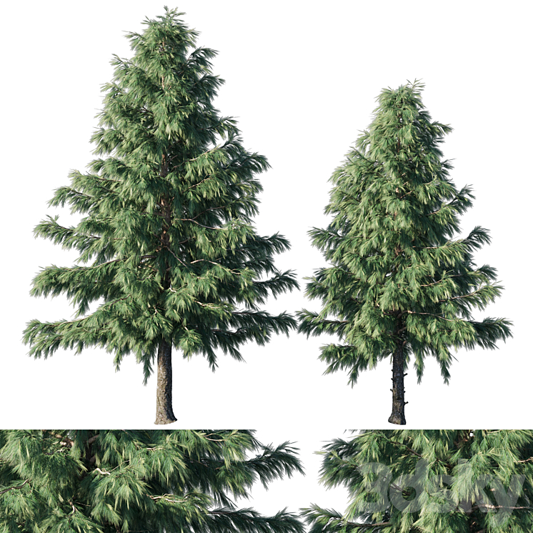 Cedrus Deodara 03 3DS Max Model - thumbnail 1