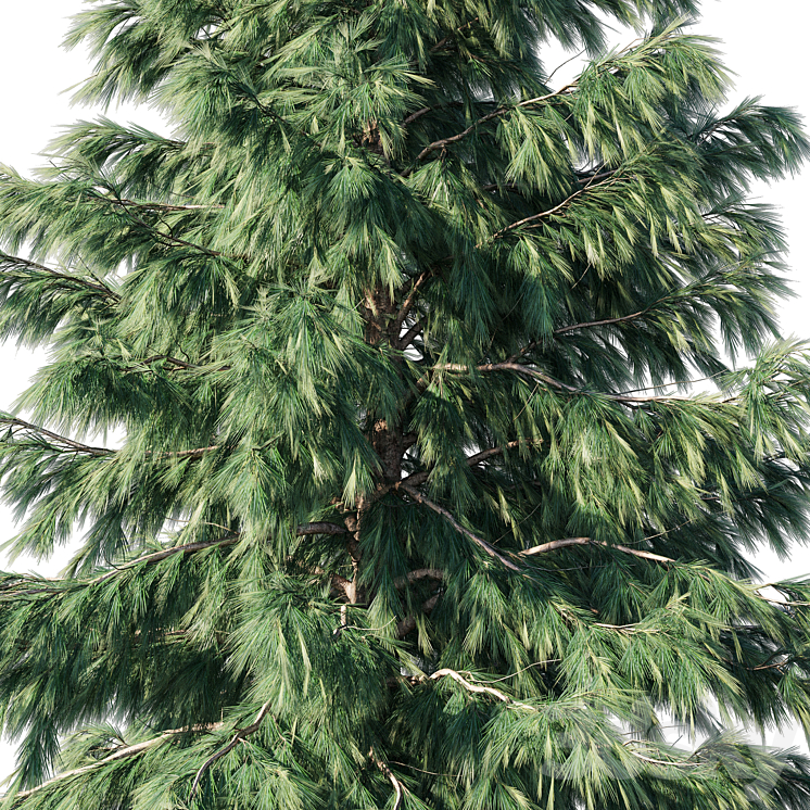 Cedrus Deodara 03 3DS Max Model - thumbnail 2