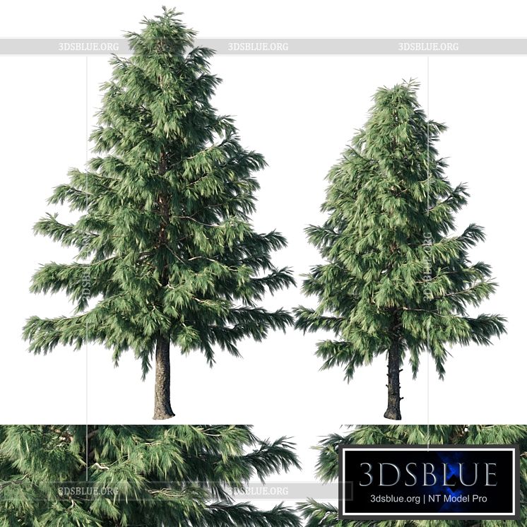 Cedrus Deodara 03 3DS Max - thumbnail 3