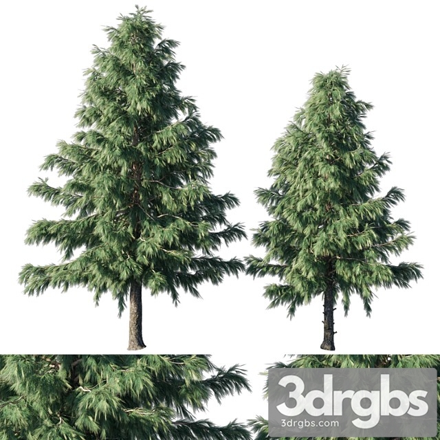 Cedrus deodara 03 - thumbnail 1