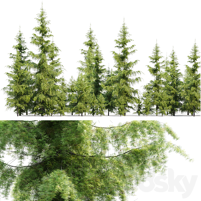 Cedrus Deodara 3DS Max Model - thumbnail 2