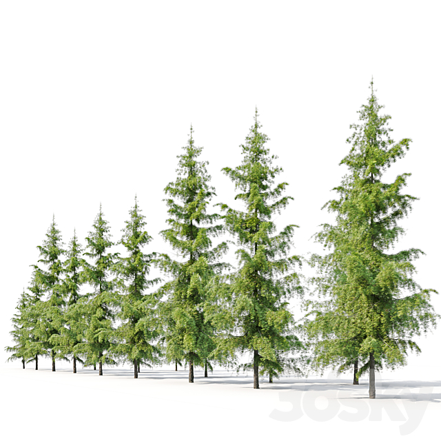 Cedrus Deodara 3DS Max Model - thumbnail 3