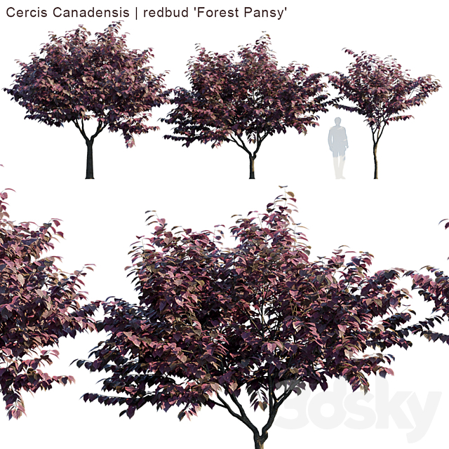 Cercis Canadensis | redbud “Forest Pansy” 3DSMax File - thumbnail 1