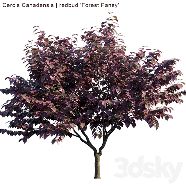 Cercis Canadensis | redbud “Forest Pansy” 3DSMax File - thumbnail 2