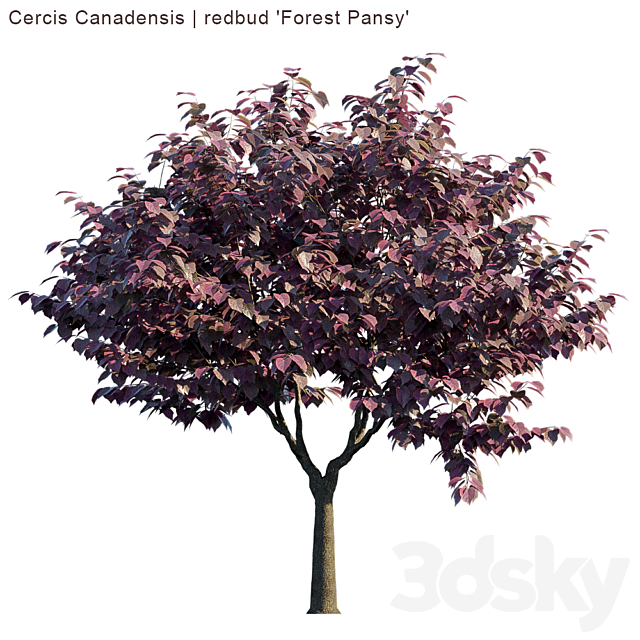 Cercis Canadensis | redbud “Forest Pansy” 3DSMax File - thumbnail 3