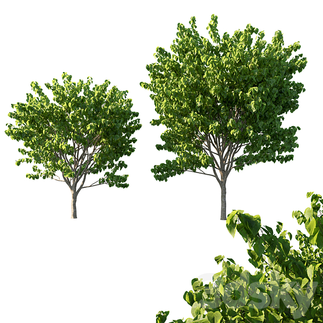 Cercis Canadensis tree 02 3ds Max - thumbnail 1